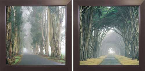 Eucalyptus in the Fog & Corridor of Cypress